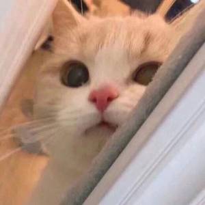 9191在线精品播放
