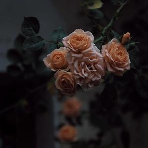 9191在线精品播放
